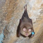 A Lesser Horseshoe Bat in France