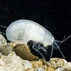 An Amphipod Discovered in New Zealand's Nelson Cave