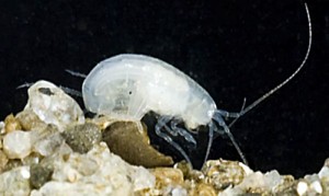 An Amphipod Discovered in New Zealand's Nelson Cave