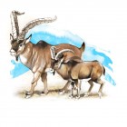 Comparison between the extinct Ibex (left) and a modern Ibex (right)
