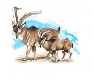 Comparison between the extinct Ibex (left) and a modern Ibex (right)