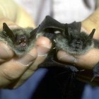 Little Brown Bats