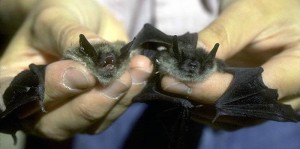 Little Brown Bats