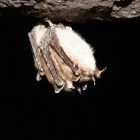 Hibernating Little Brown Bats with White-nose Syndrome in a New York Mine.