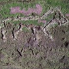 Horse Drawing in one of the East Wemyss Caves