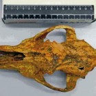 The 33,000-year-old skull of a domesticated dog was extraordinarily well preserved in the Razboinichya cave in the Altai Mountains of Siberia.