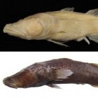 This composite image shows Typhleotris pauliani (top), a previously known species of Malagasy cave fish, and the newly discovered pigmented species (bottom).