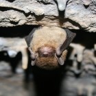 A Little Brown Bat Hanging Out