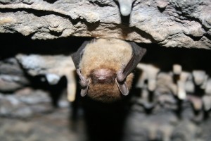 A Little Brown Bat Hanging Out
