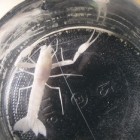 New Arthropod Found in Israel's Ayalon Cave
