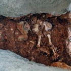 100,000 Year Old Elephant Skeleton