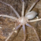 Sinopoda Scurion