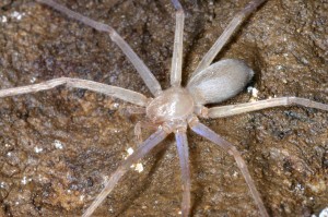 Sinopoda Scurion
