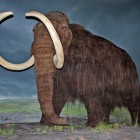 Woolly mammoth restoration at the Royal British Columbia Museum, Victoria, British Columbia