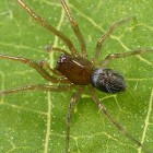 A Spider in the same Family as the Braken Bat Cave Meshweaver