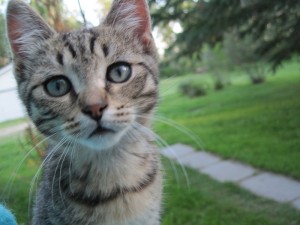 Fisto, one of the Caving News Kitties