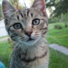 Fisto, one of the Caving News Kitties
