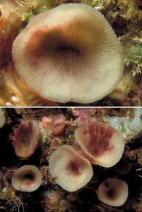 The coral that living on the ceilings of caves in tropical coral reefs.