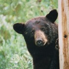 Black Bear