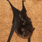 The Greater sac-winged bat (Saccopteryx bilineata)