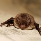 Myotis daubentoni