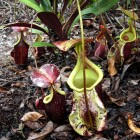 The Nepenthes rafflesiana Carnivorous Plant