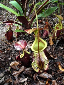 The Nepenthes rafflesiana Carnivorous Plant