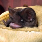 The elusive Flordia Bonneted Bat