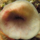 The coral that living on the ceilings of caves in tropical coral reefs.