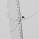 The Unnamed Giant Harvestman Spider