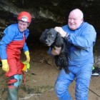 Basil the spaniel after being rescued.