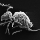 The new species Pygmarrhopalites maestrazgoensis.