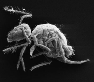 The new species Pygmarrhopalites maestrazgoensis.