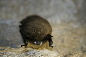 Little Brown Bat in West Virginia showing signs of White-Nose Syndrome.