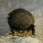 Little Brown Bat in West Virginia showing signs of White-Nose Syndrome.