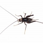 Denniston White-faced Cave Weta.