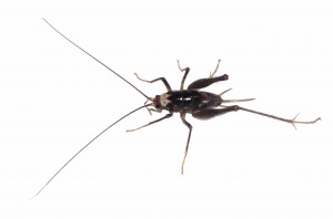 Denniston White-faced Cave Weta.
