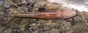 The newly described cave fish Draconectes narinosus.