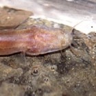 The newly described cave fish Draconectes narinosus.