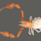 A Dorsal View of Lusoblothrus aenigmaticus.