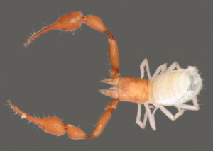 A Dorsal View of Lusoblothrus aenigmaticus.