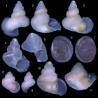 Multiple views of the Spiripockia punctata shell and operculum.