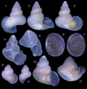 Multiple views of the Spiripockia punctata shell and operculum.