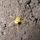 Harvestman Spider inside a Cave of Nevada's Great Basin National Park