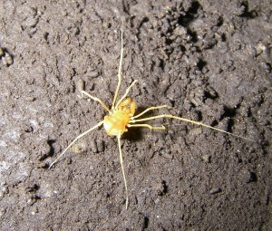 Harvestman Spider inside a Cave of Nevada's Great Basin National Park