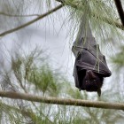 Black Flying Fox at rest, in Brisbane, Queensland, Australia.