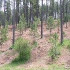 The Forest of the Black Hills of South Dakota.