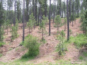 The Forest of the Black Hills of South Dakota.