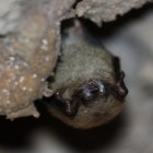 Little brown bat with white-nose syndrome inside Missouri's Onondaga Cave.