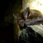 A northern long-eared bat from Long Cave in Mammoth Cave National Park showing evidence of white-nose syndrome.